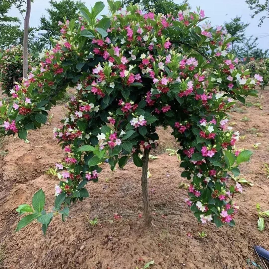 Yi依花坊