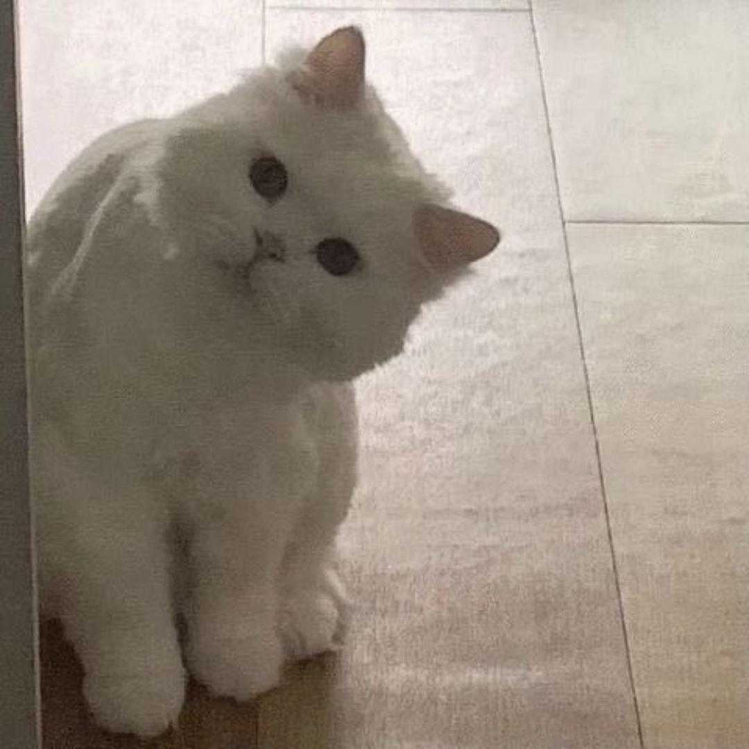 一朵猫