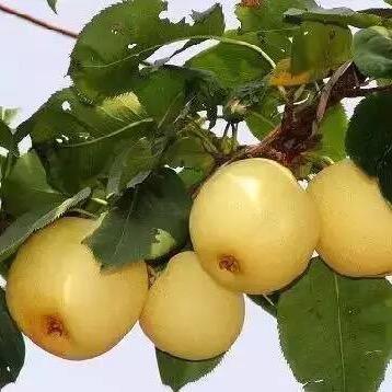 春華秋實