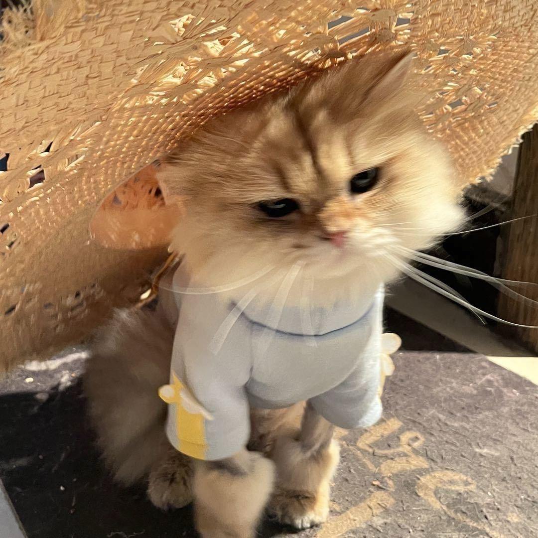 Ricecats大米猫舍