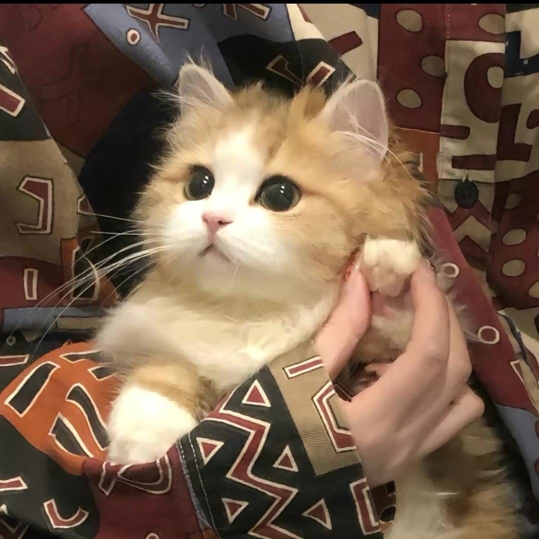 彩色薯条