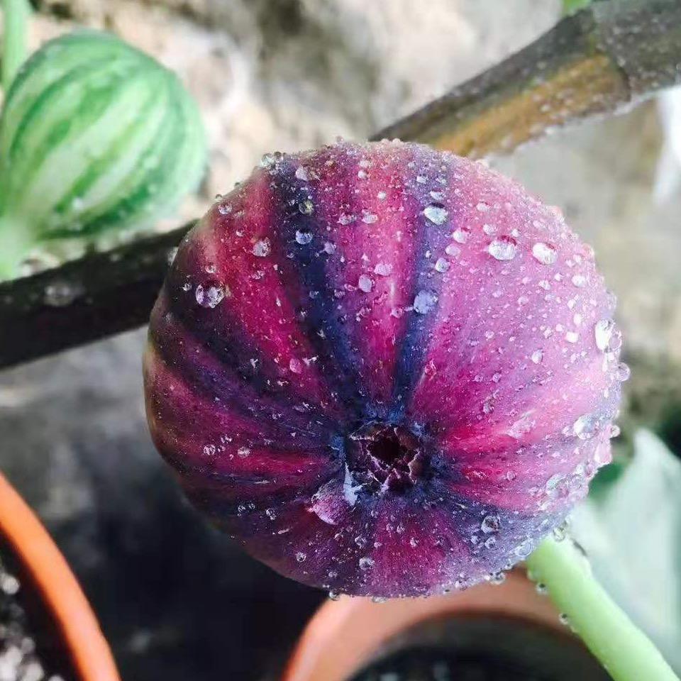 舞花果宿迁一叶一果苗木有限公司园艺专卖店