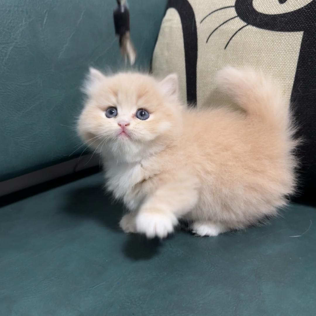 喵🐱先生