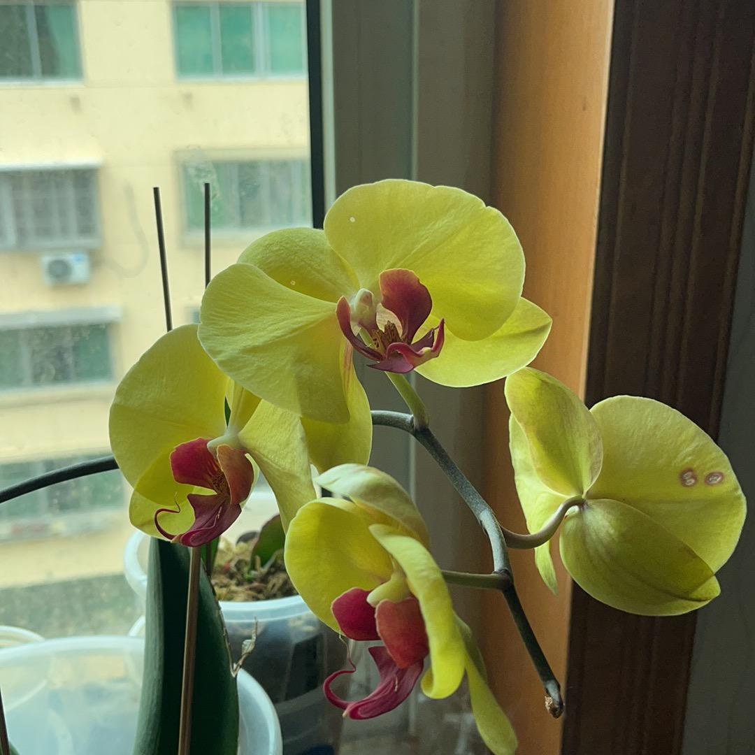 文刀优秀