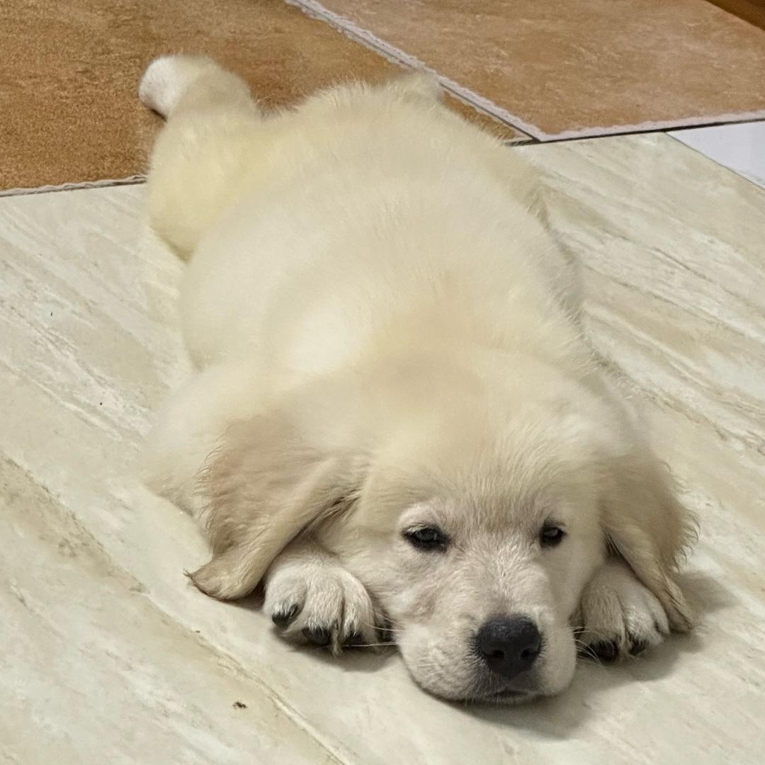美美大王