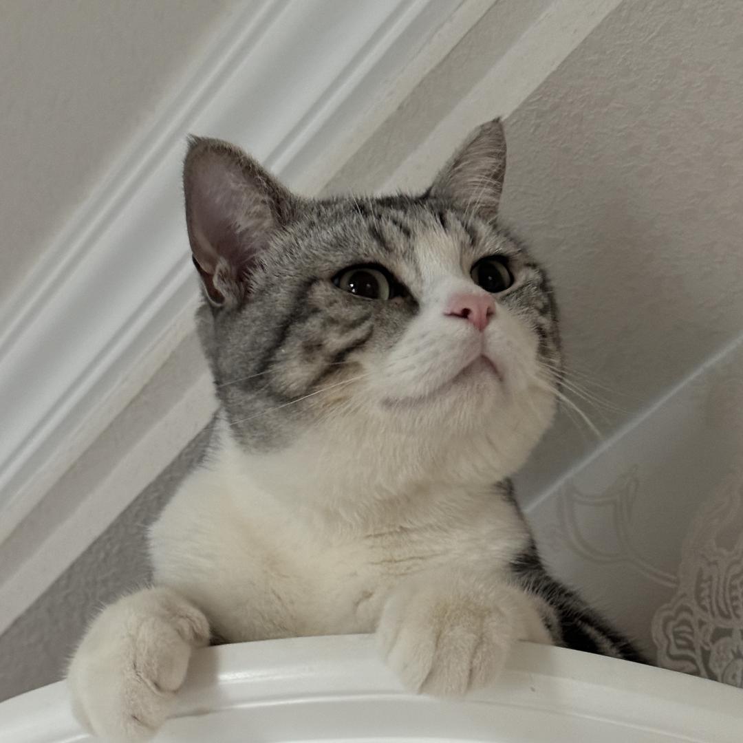 猪咪是只猫.