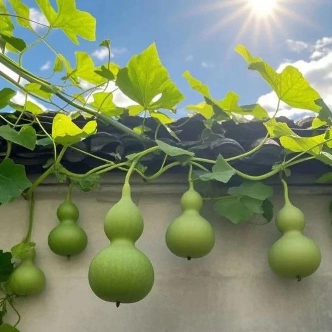 善缘堂🌳