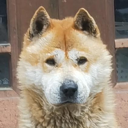 崛起中华田园犬