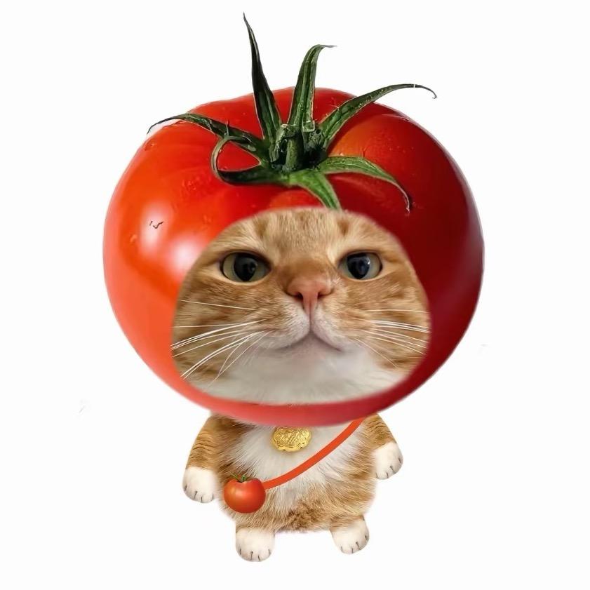 Cat🧸