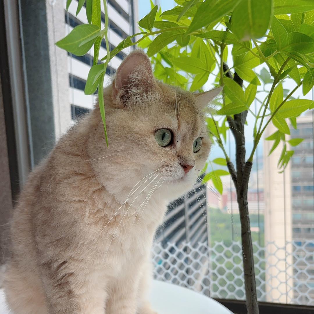 老姚家有好多猫