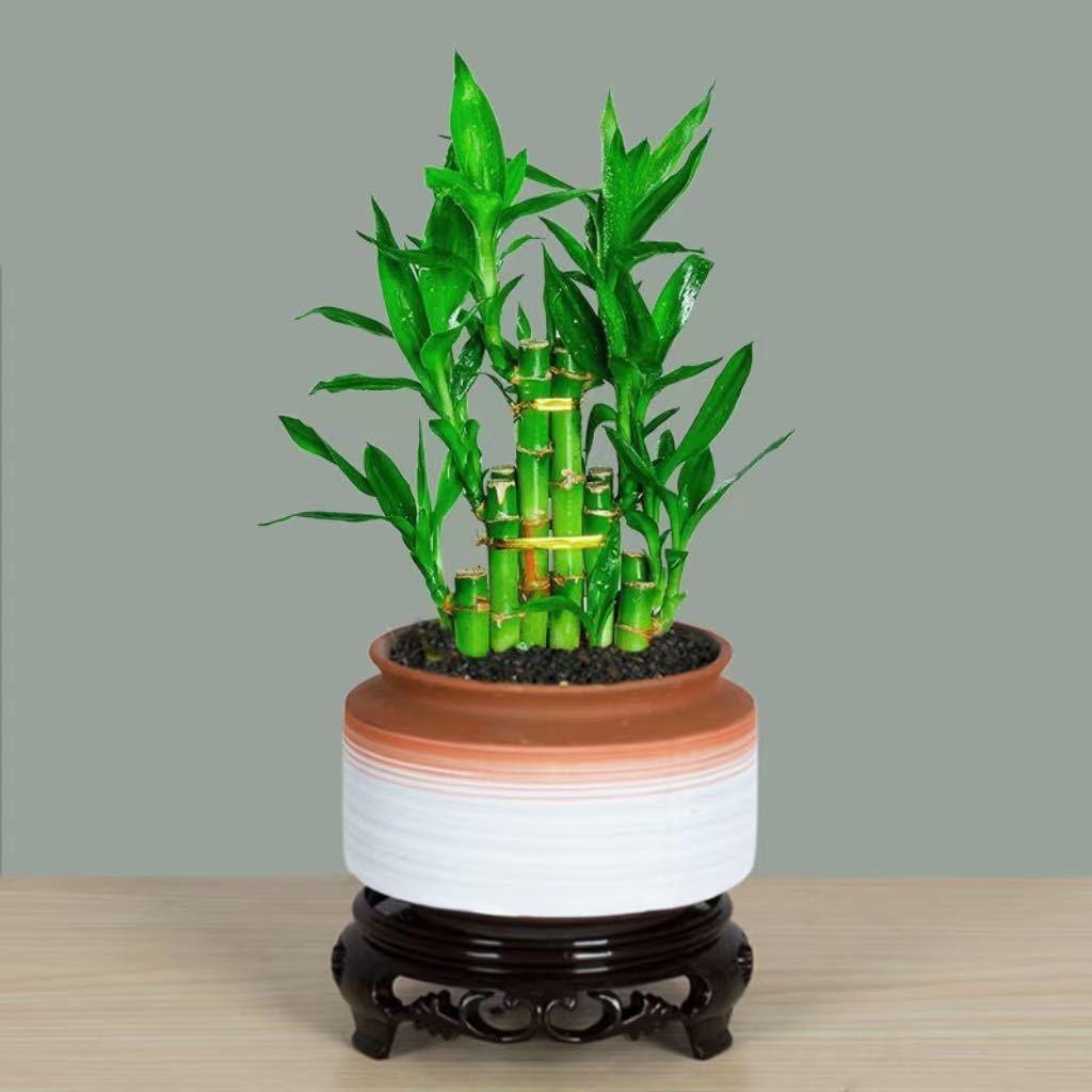 •李卓桐