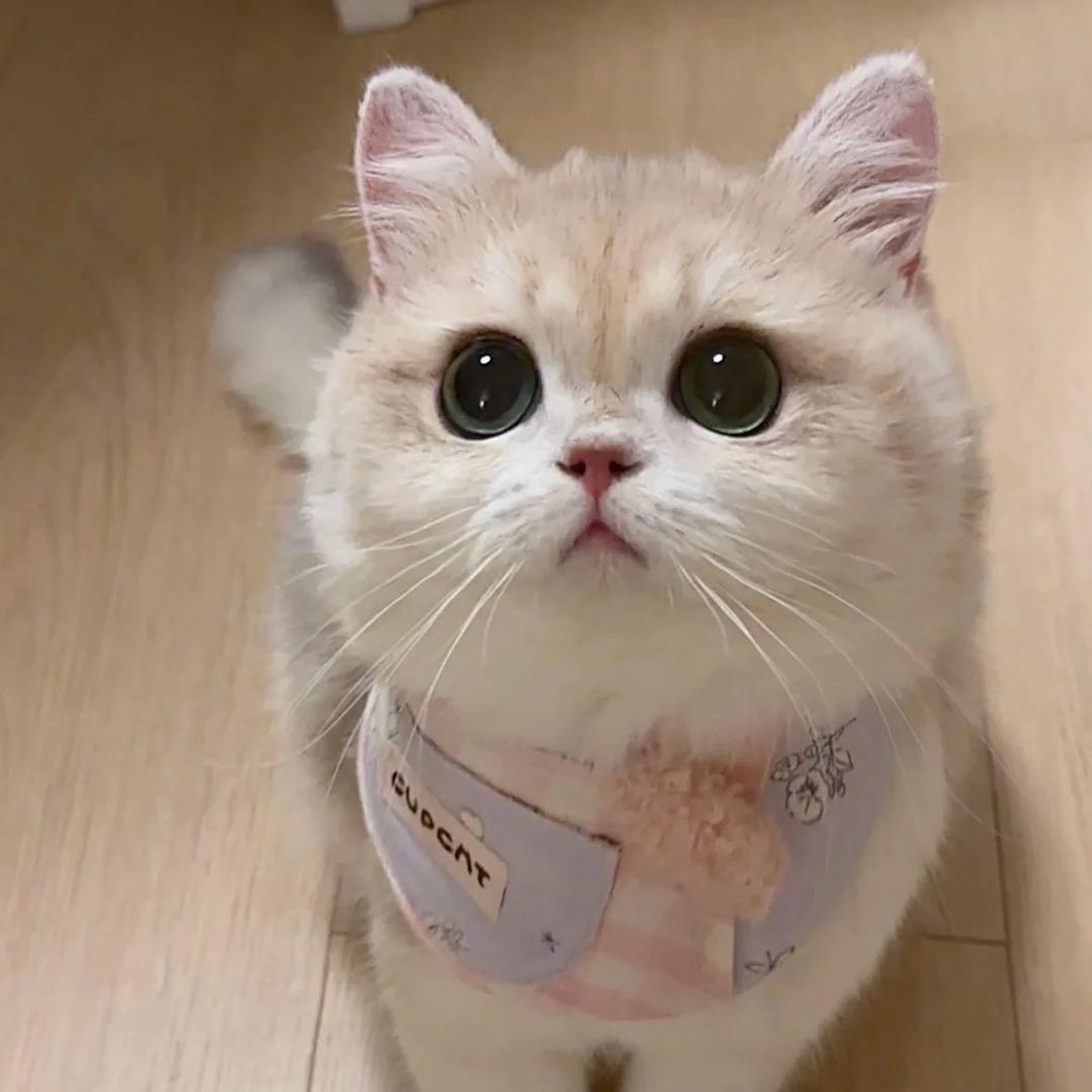 是锦鲤呀