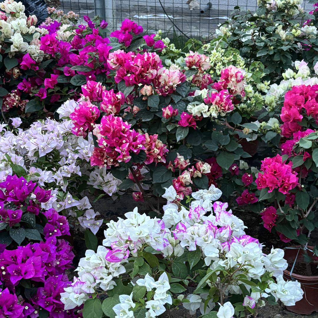 禅净兰花