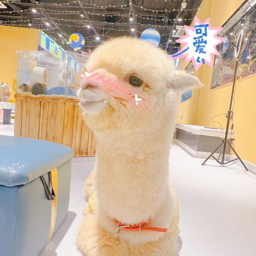 逍遥萌宠乐园