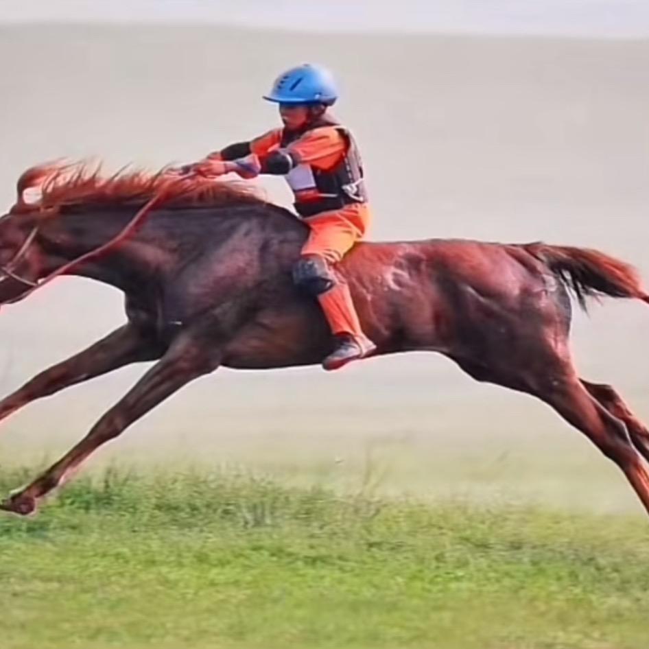 🐎1376