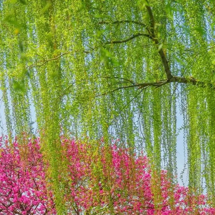 ☘️幸运星☘️