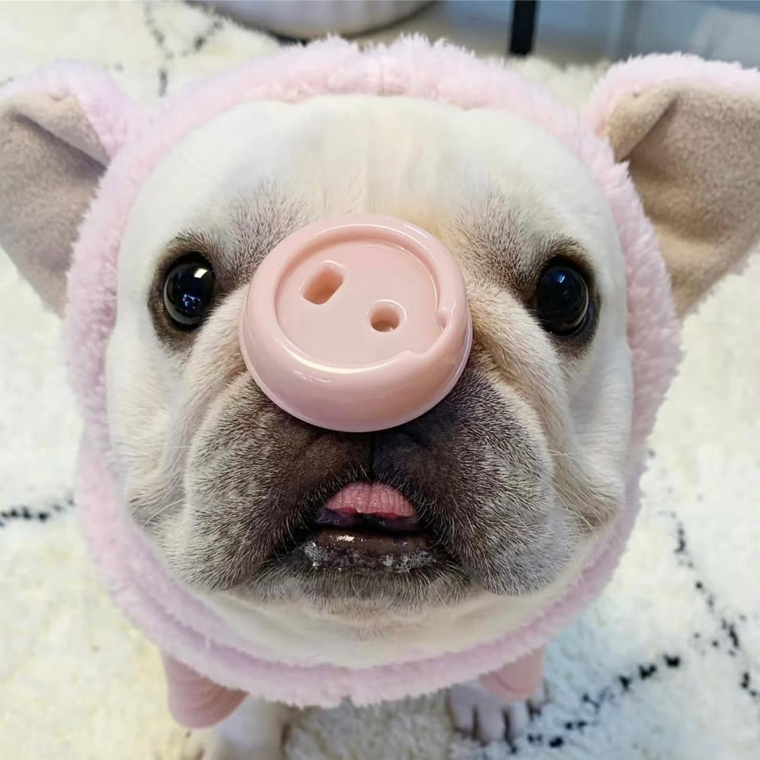 陈皮🐽
