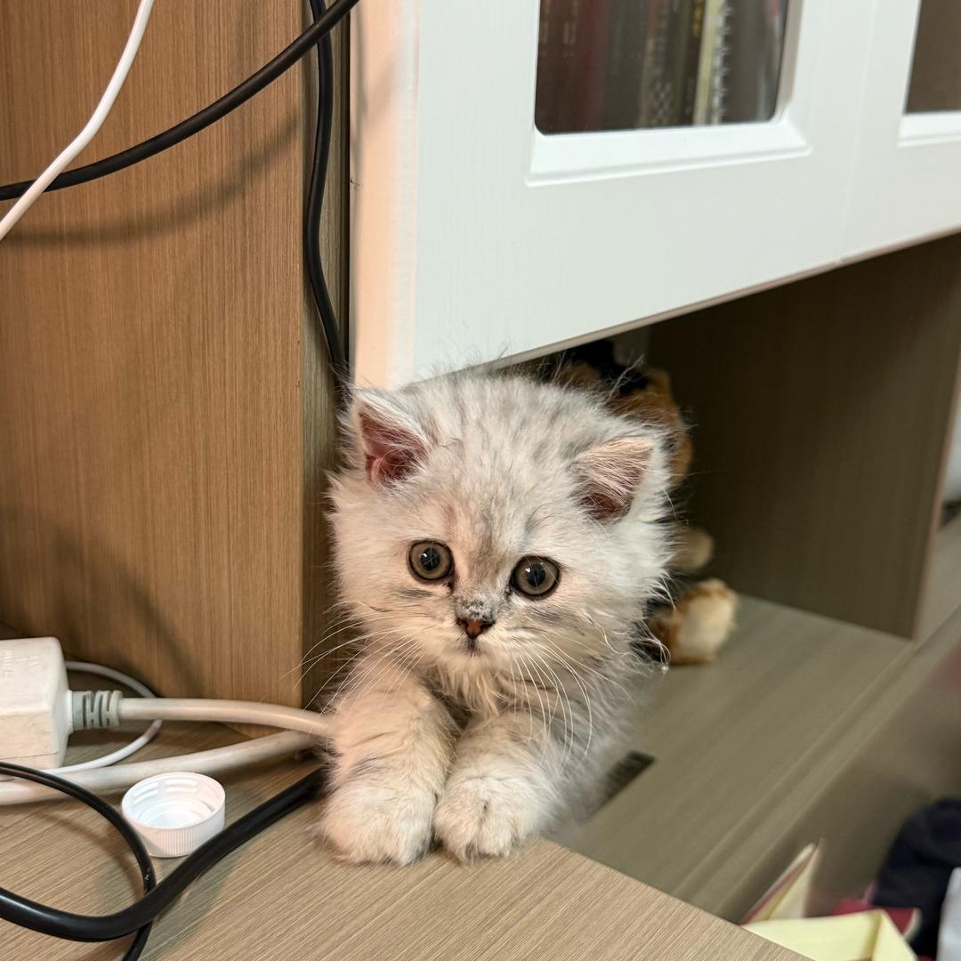 余大壮