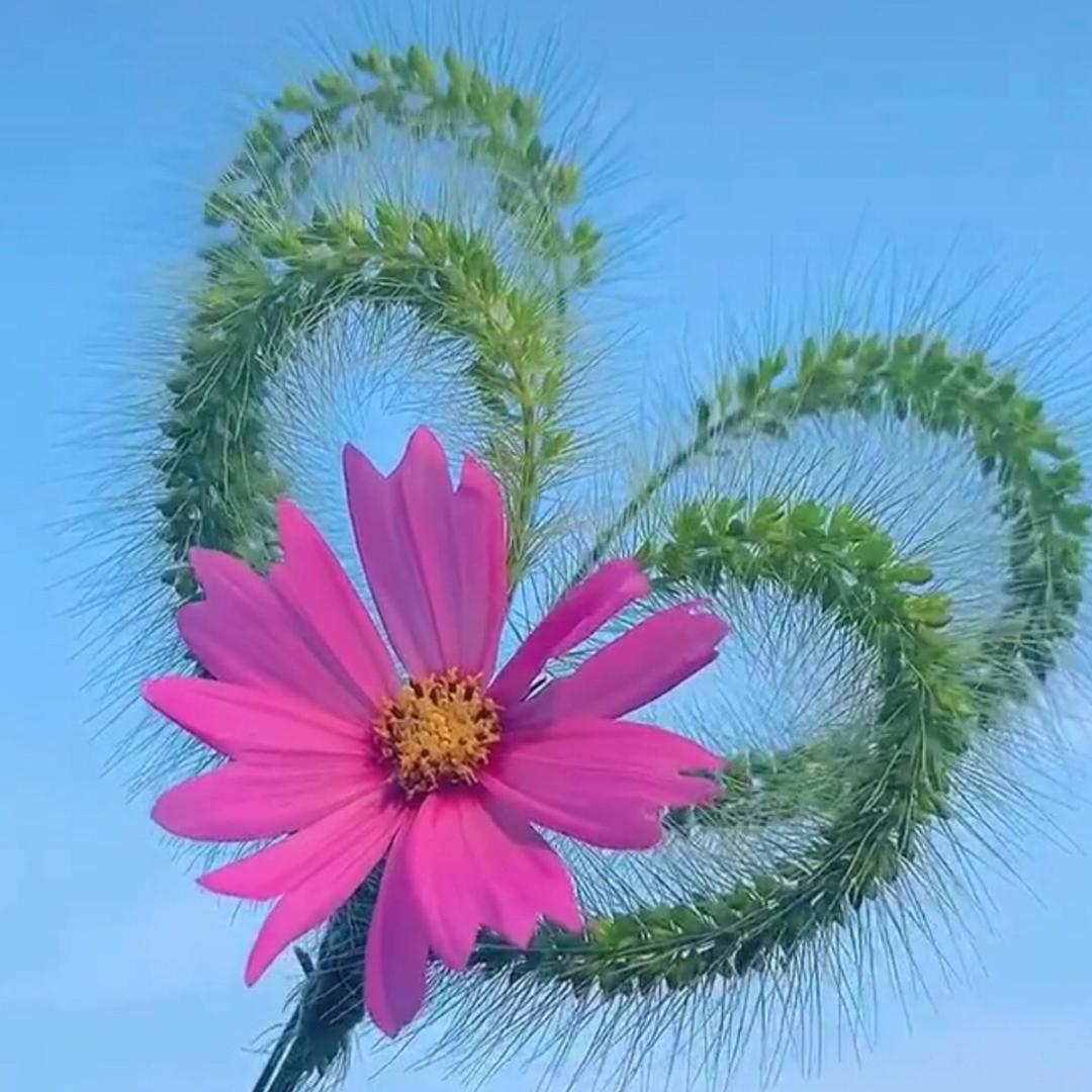 杨杨爱生活