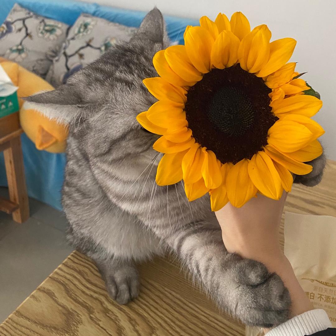 胖胖的天儿