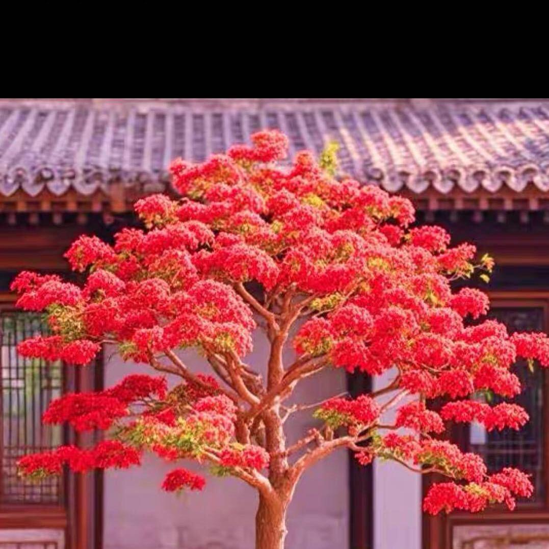 开心快乐好运来