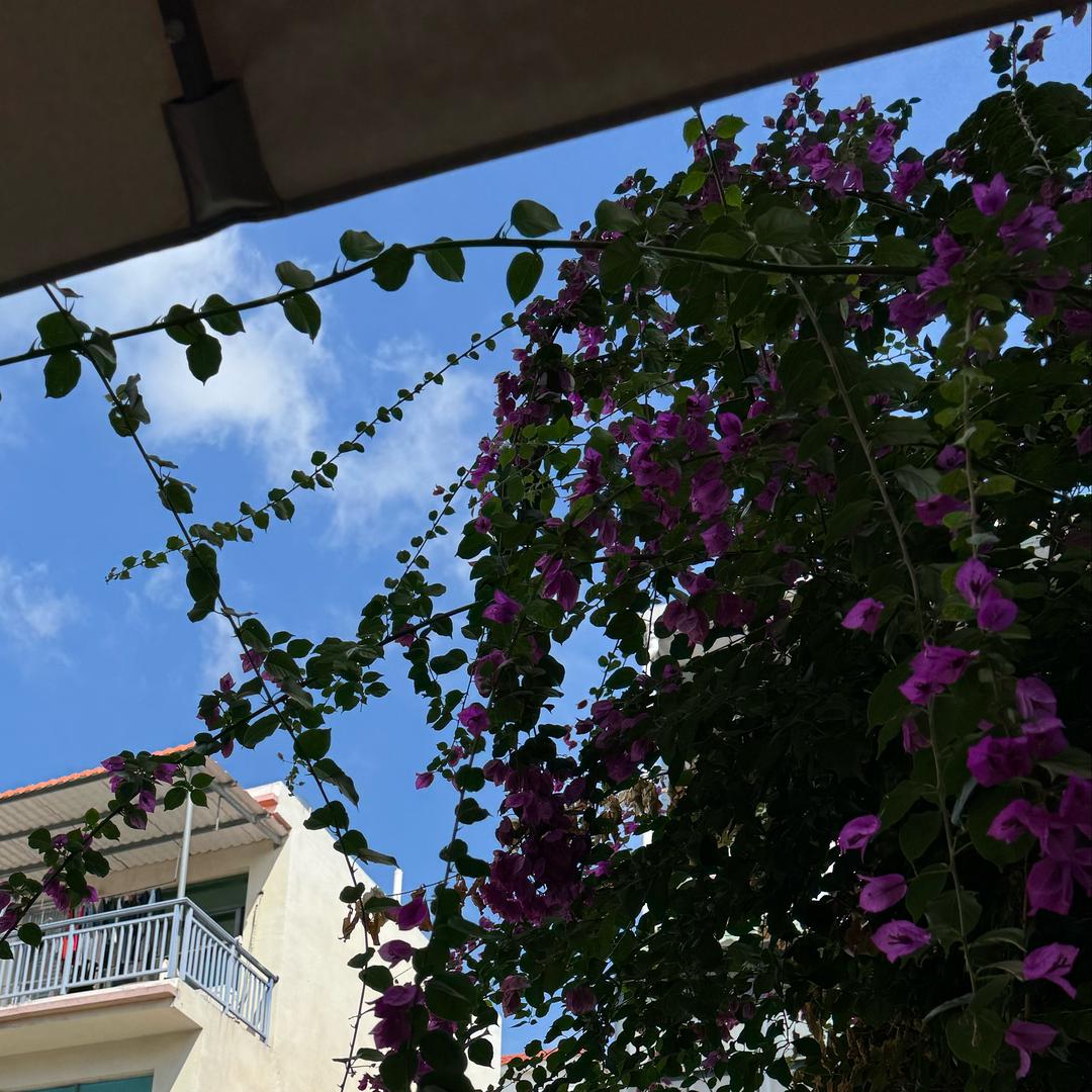 美丽的小美