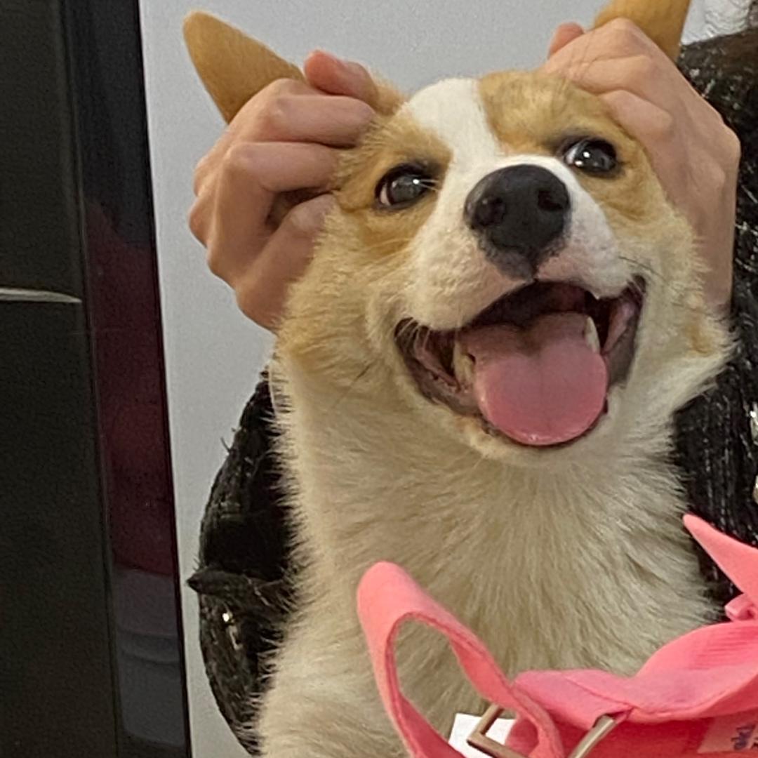 花间美人