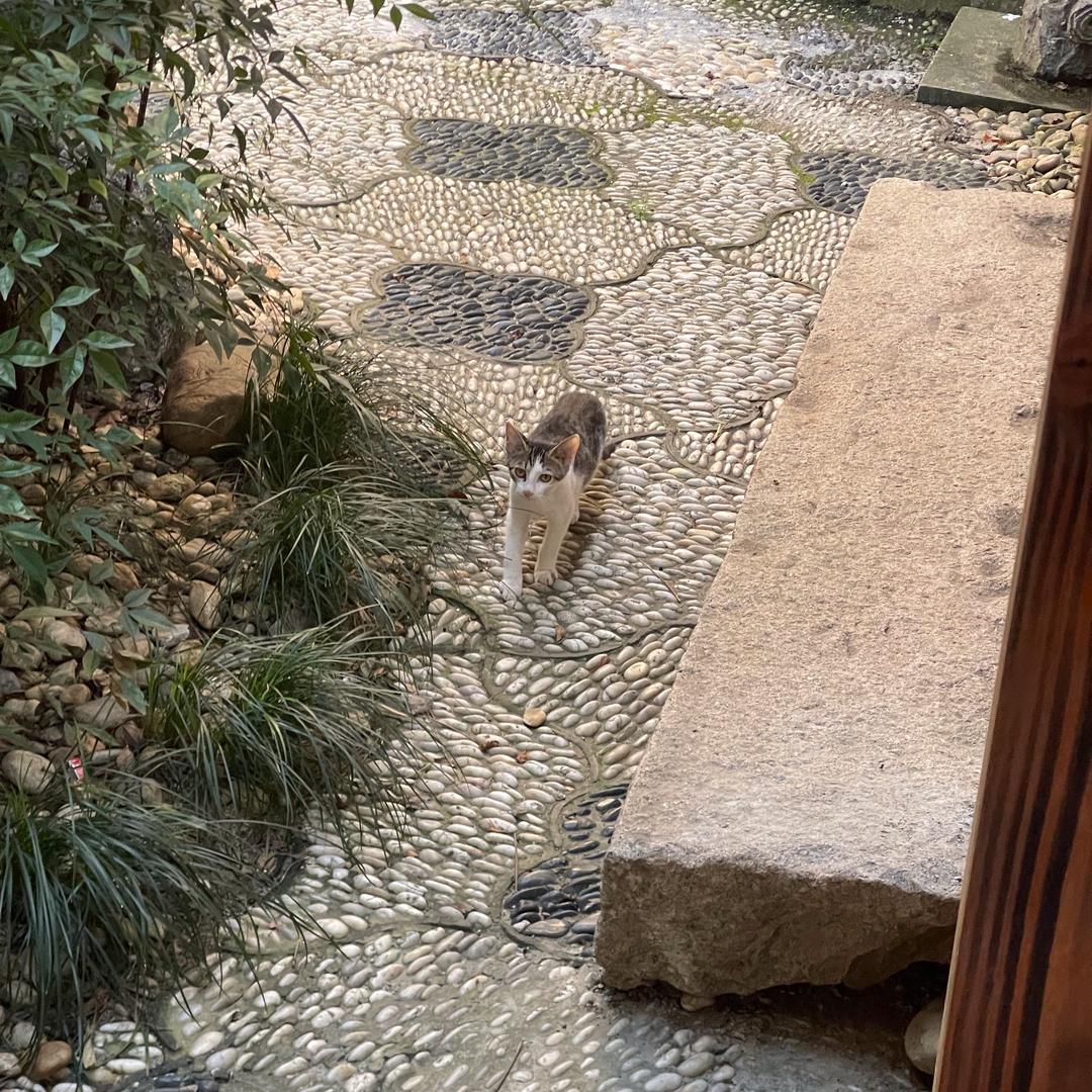 简爱