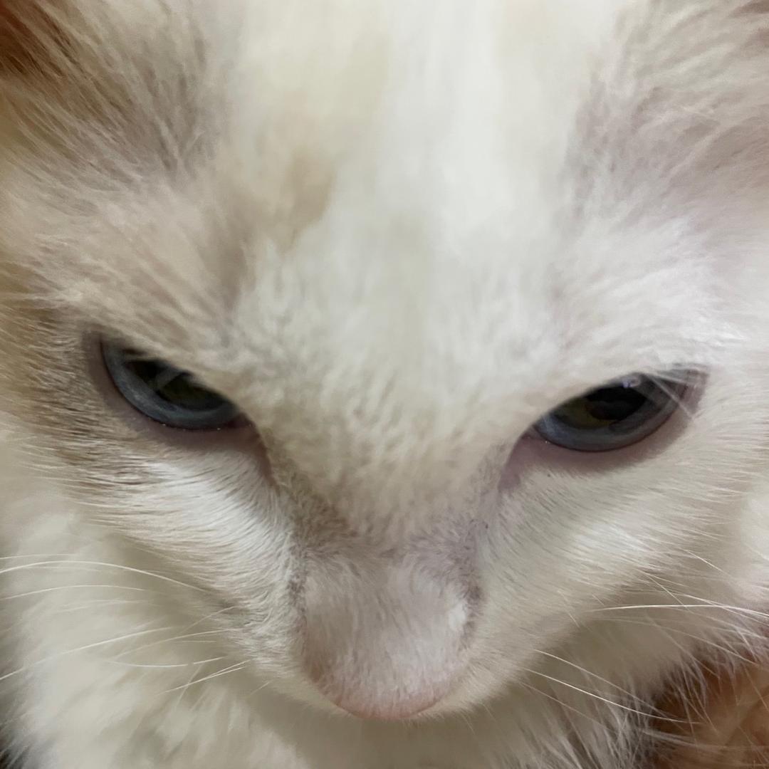 暗夜猫男