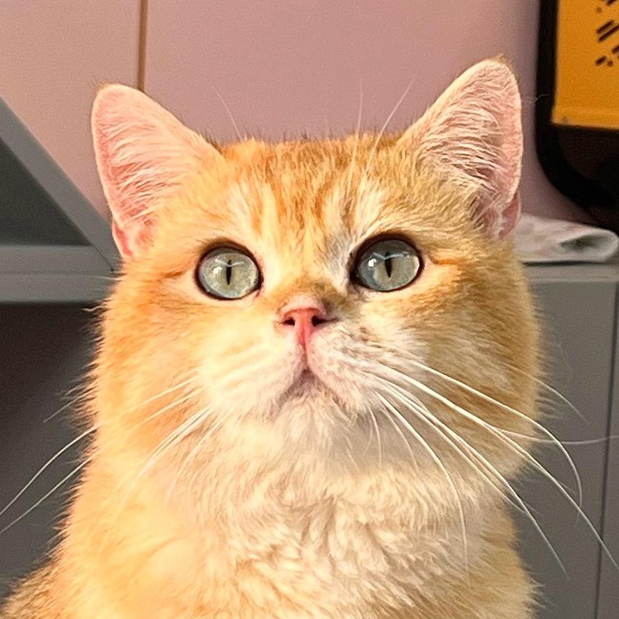 看看的口袋