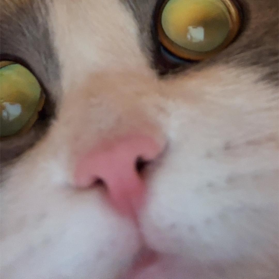 狗熊岭的奇迹