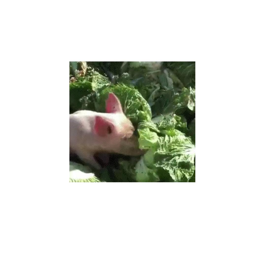 小猪哄白莱