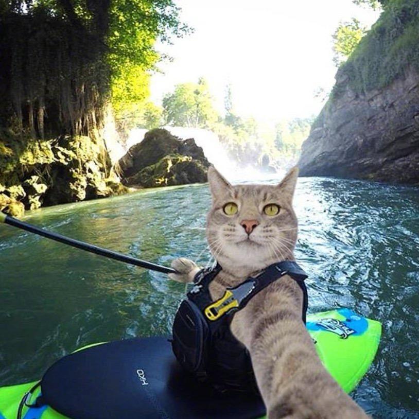 Hype氢