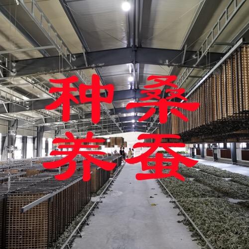 蓝先生种桑养蚕