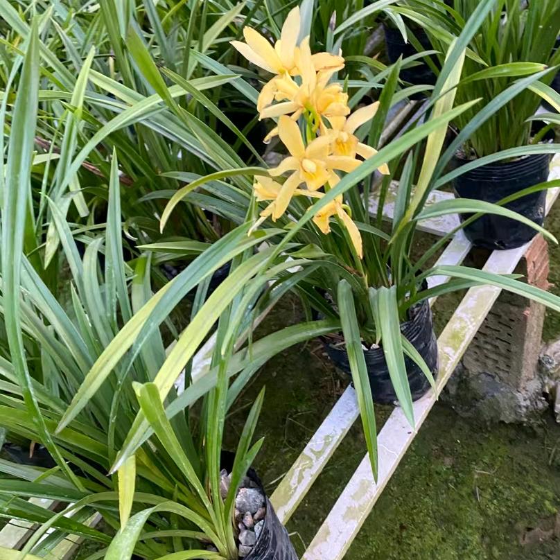 飞湖兰花种植基地