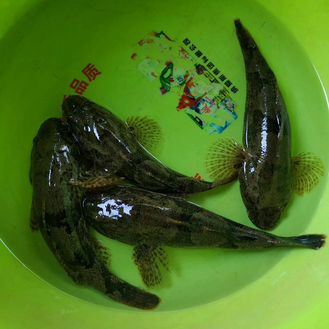钓友