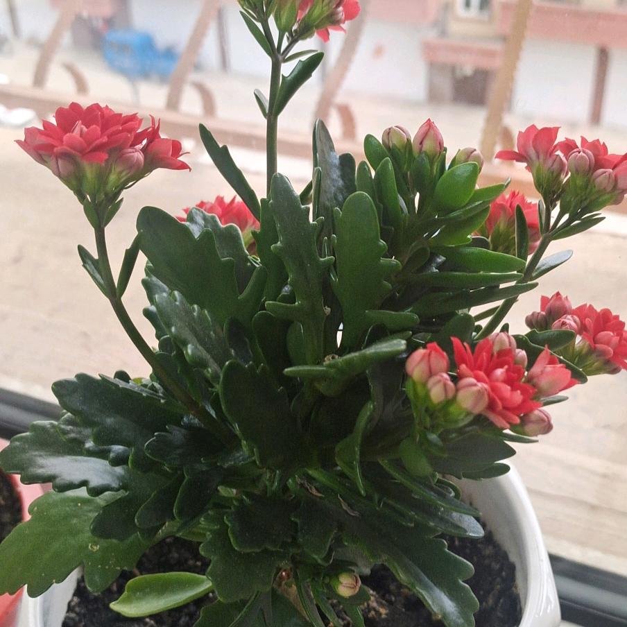 小考拉☺☺