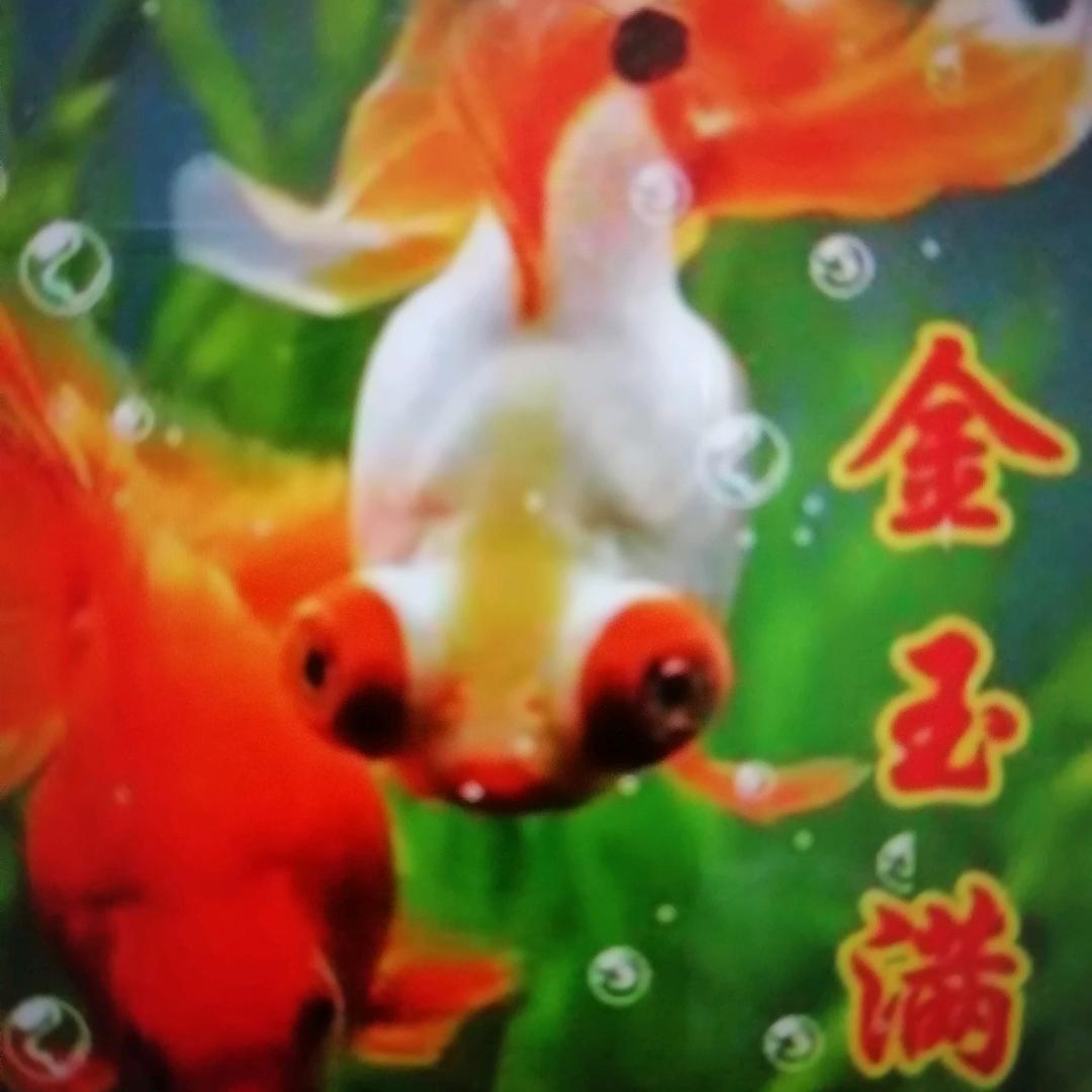 金玉满堂.小五