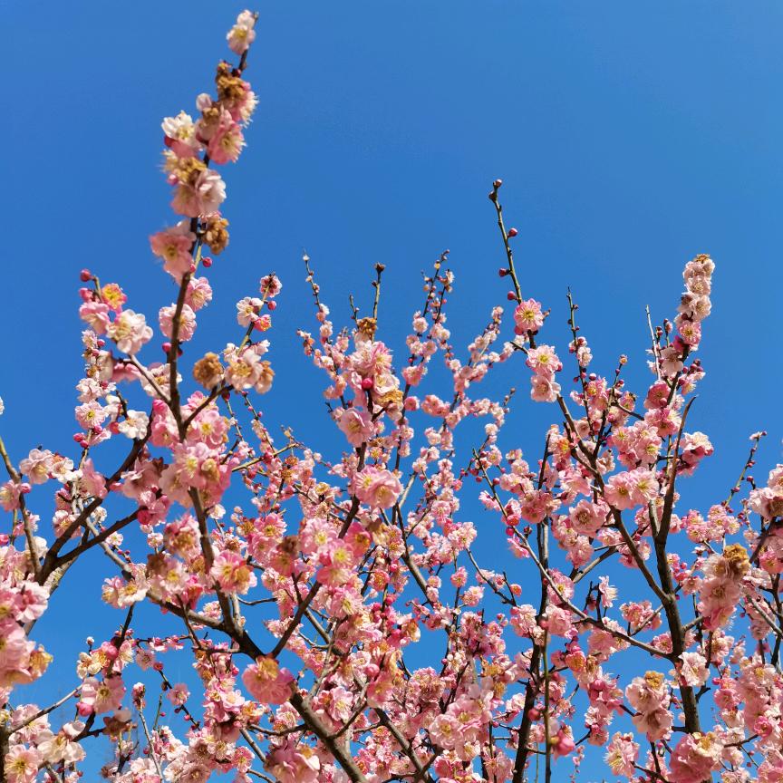 花花世界