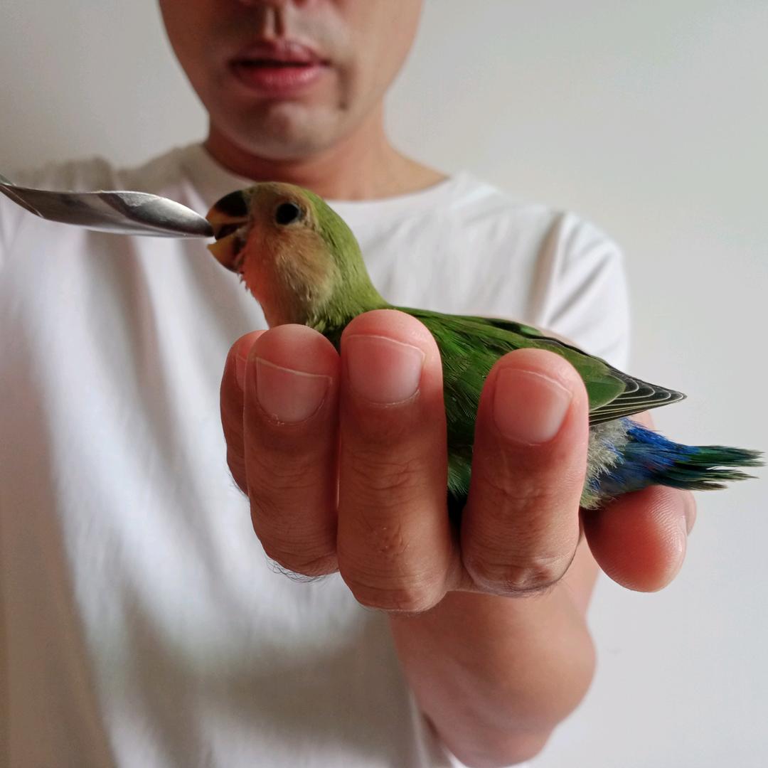 七彩鹦鹉