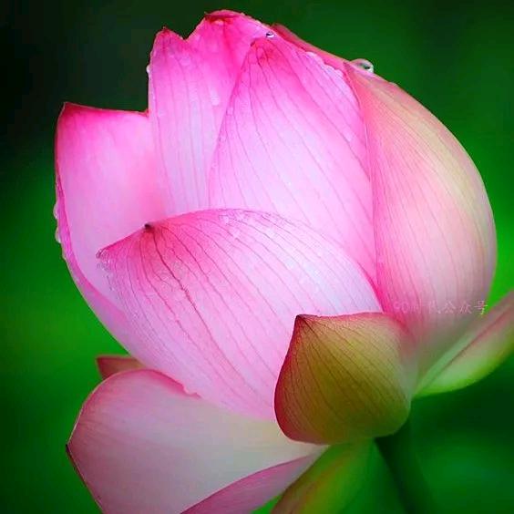 花好月圆🌺