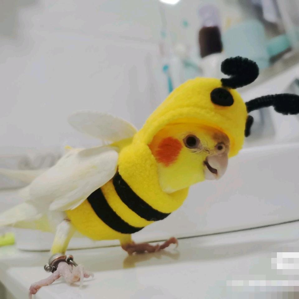 飞鸟与伊人