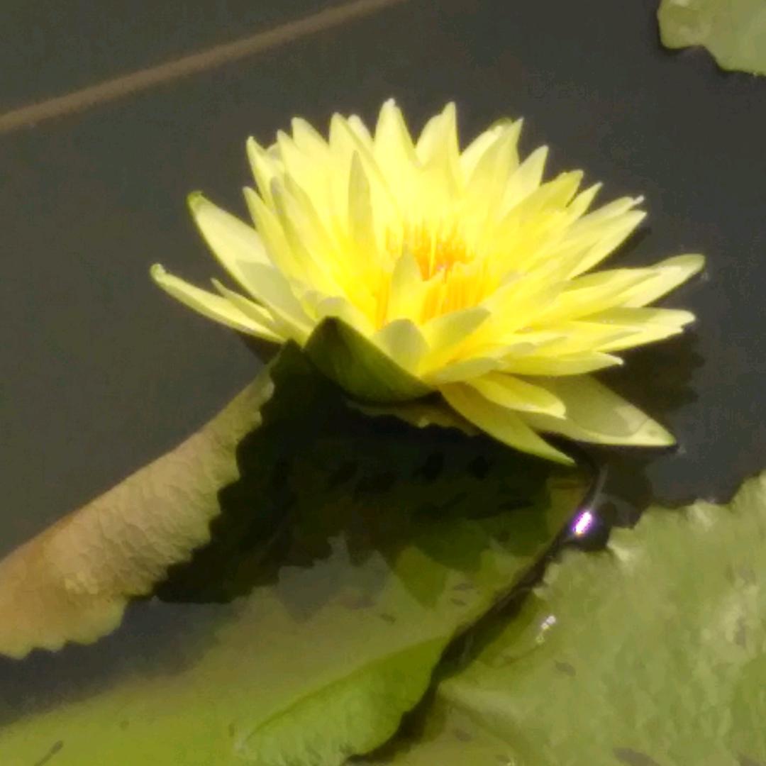 朵朵姐姐