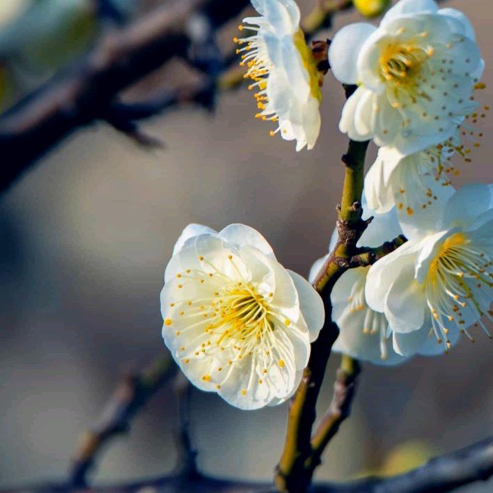 菊花🌸