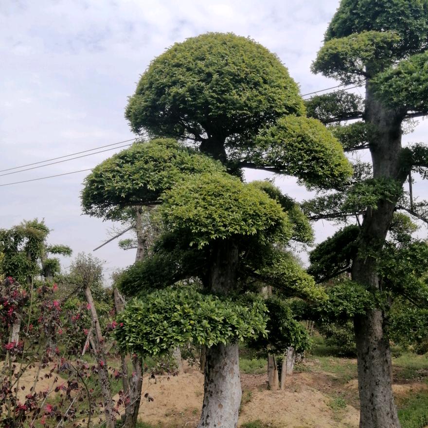 红星苗木百货铺