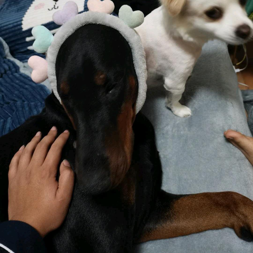 二狗.