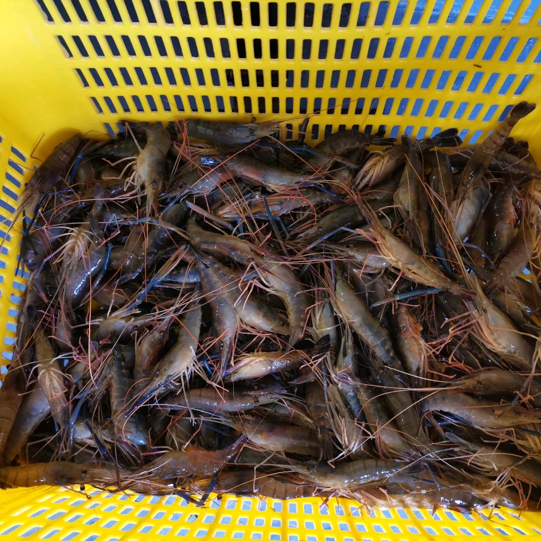 软壳虾