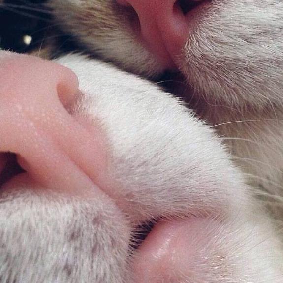 黑子