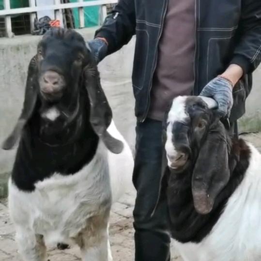 杨子波尔山羊种羊繁育