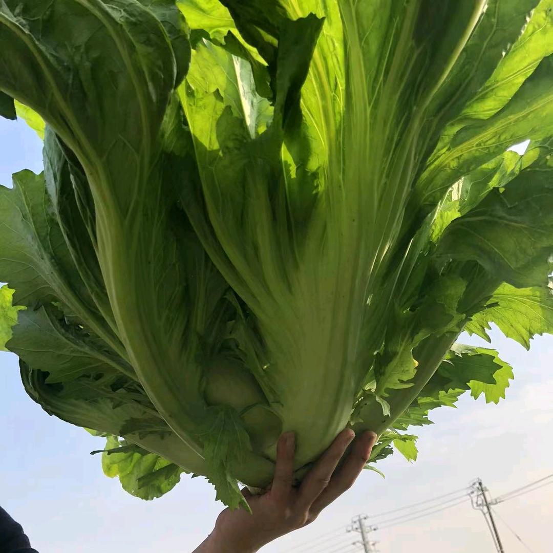 杭柳商贸有限公司
